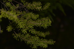 Styphelia margarodes