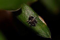 Trigonopterus squamosus
