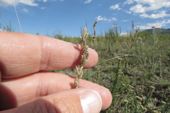 Eragrostis capensis