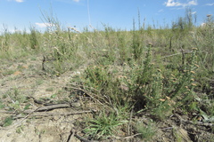 Eragrostis capensis