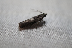 Sciota melanostyla