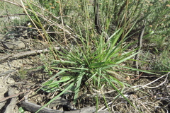 Eragrostis capensis