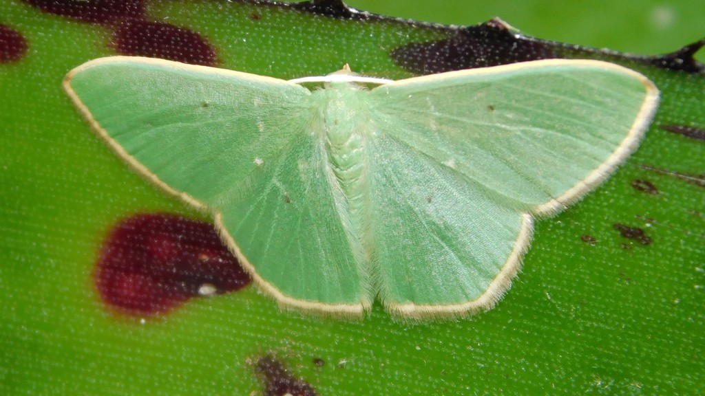 Prasinocyma bifimbriata