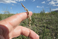 Eragrostis capensis