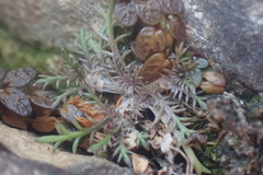 Leptinella maniototo