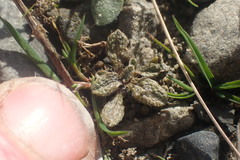 Myosotis brevis
