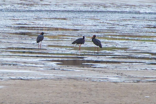 Black Stork (Ciconia nigra), photo 9