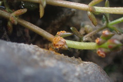 Puccinia punctata