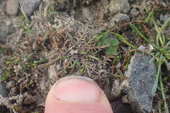 Leptinella maniototo