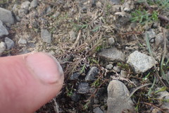 Leptinella maniototo