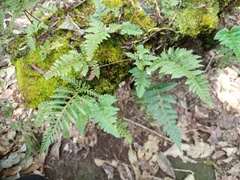 Davallia repens