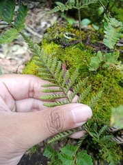 Davallia repens