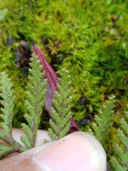 Davallia repens