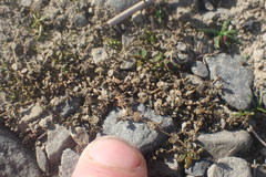 Veronica lilliputiana