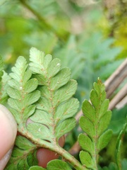 Davallia repens