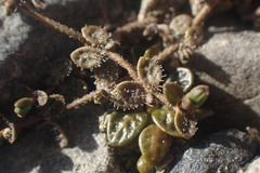 Veronica lilliputiana