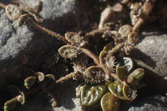 Veronica lilliputiana