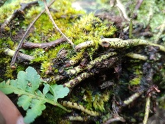 Davallia repens