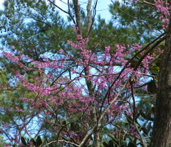 Cercis canadensis image