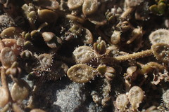 Veronica lilliputiana