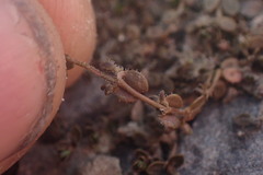 Veronica lilliputiana