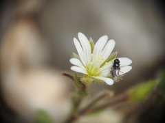Cerastium brachypetalum