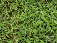 Ischaemum aristatum