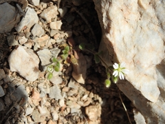 Cerastium brachypetalum