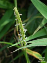 Ischaemum aristatum