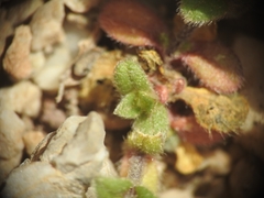 Cerastium brachypetalum