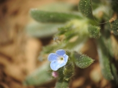 Buglossoides incrassata