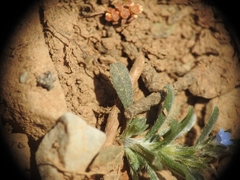 Buglossoides incrassata