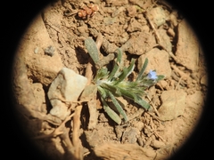 Buglossoides incrassata