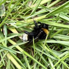 Bombus bohemicus