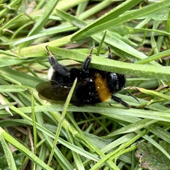Bombus bohemicus