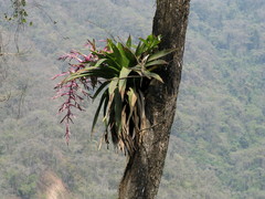 Tillandsia australis