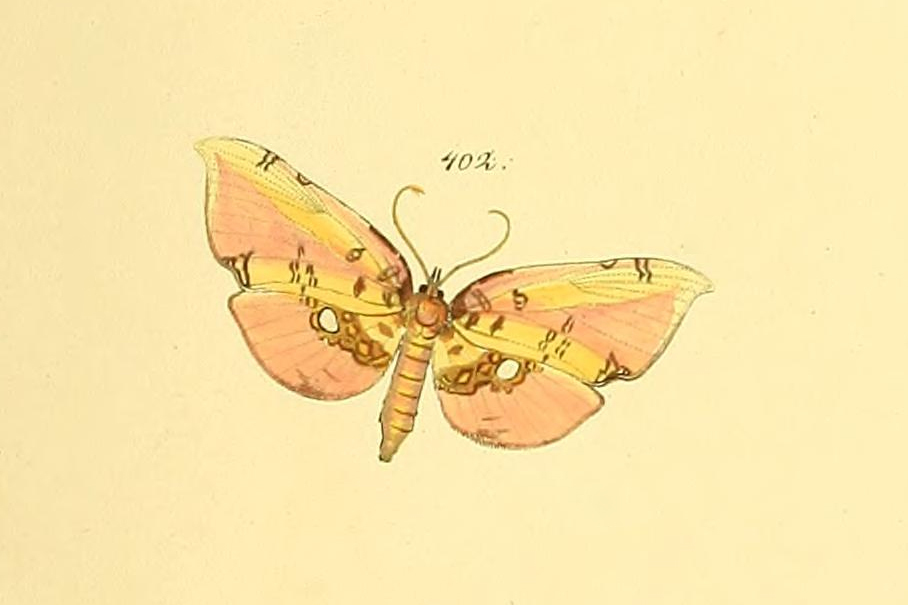 Siculodes aurorula