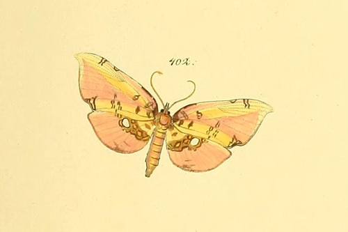 Siculodes aurorula