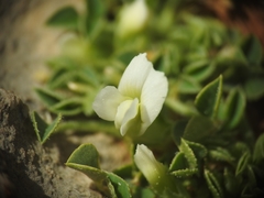 Trifolium uniflorum