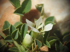 Trifolium uniflorum