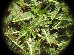 Astragalus angustifolius