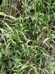 Ischaemum aristatum