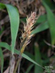 Ischaemum aristatum