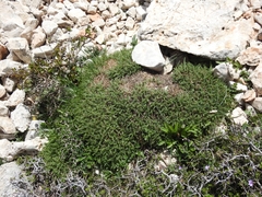 Astragalus angustifolius