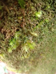 Schistochila aligera