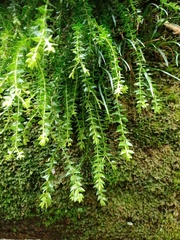 Phlegmariurus phlegmaria