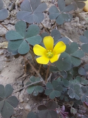 Oxalis