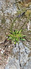 Anarrhinum bellidifolium