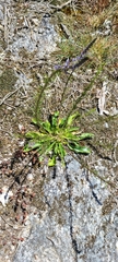 Anarrhinum bellidifolium