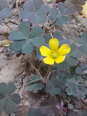 Oxalis